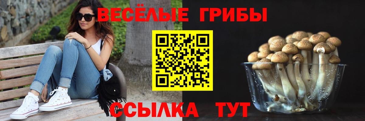 Галлюциногенные грибы Psilocybe Менделеевск